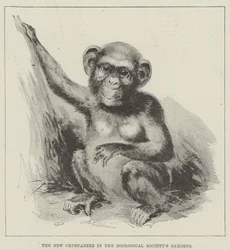 Il nuovo scimpanzé nei giardini della Società Zoologica